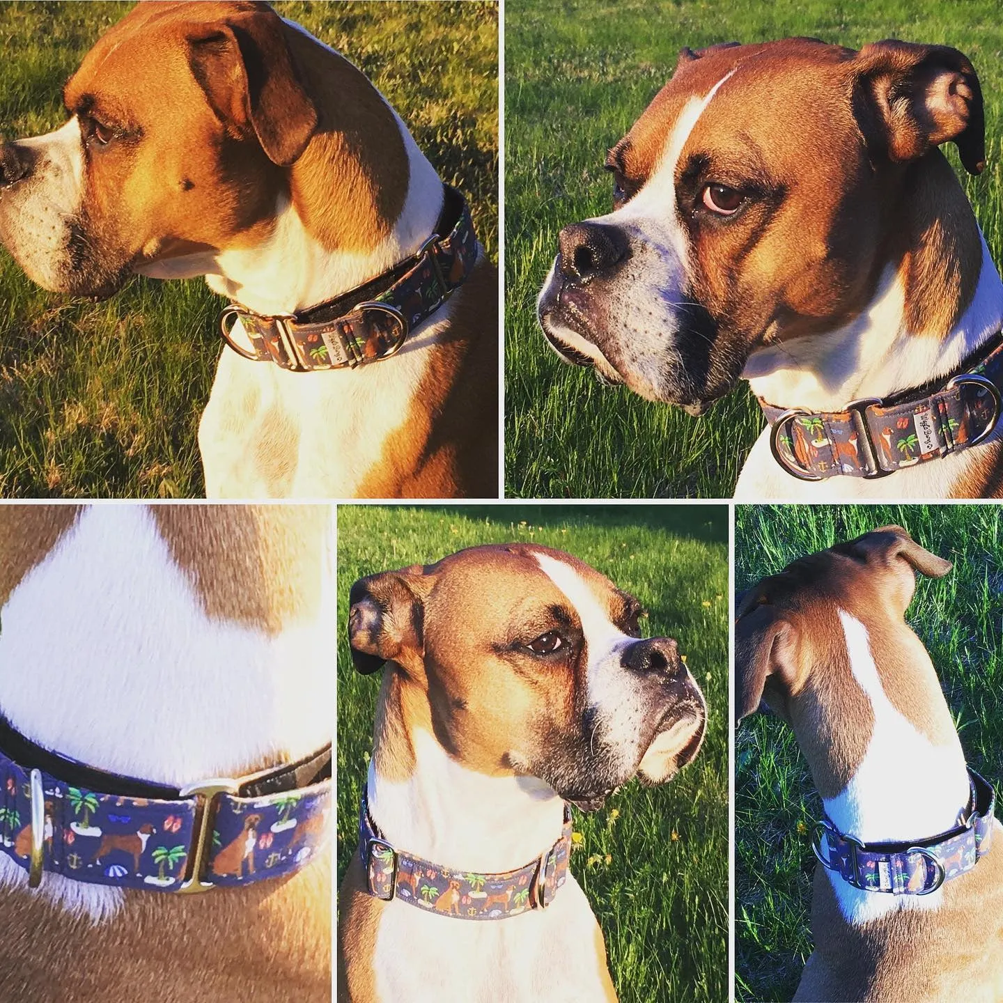 Boxers on The Beach