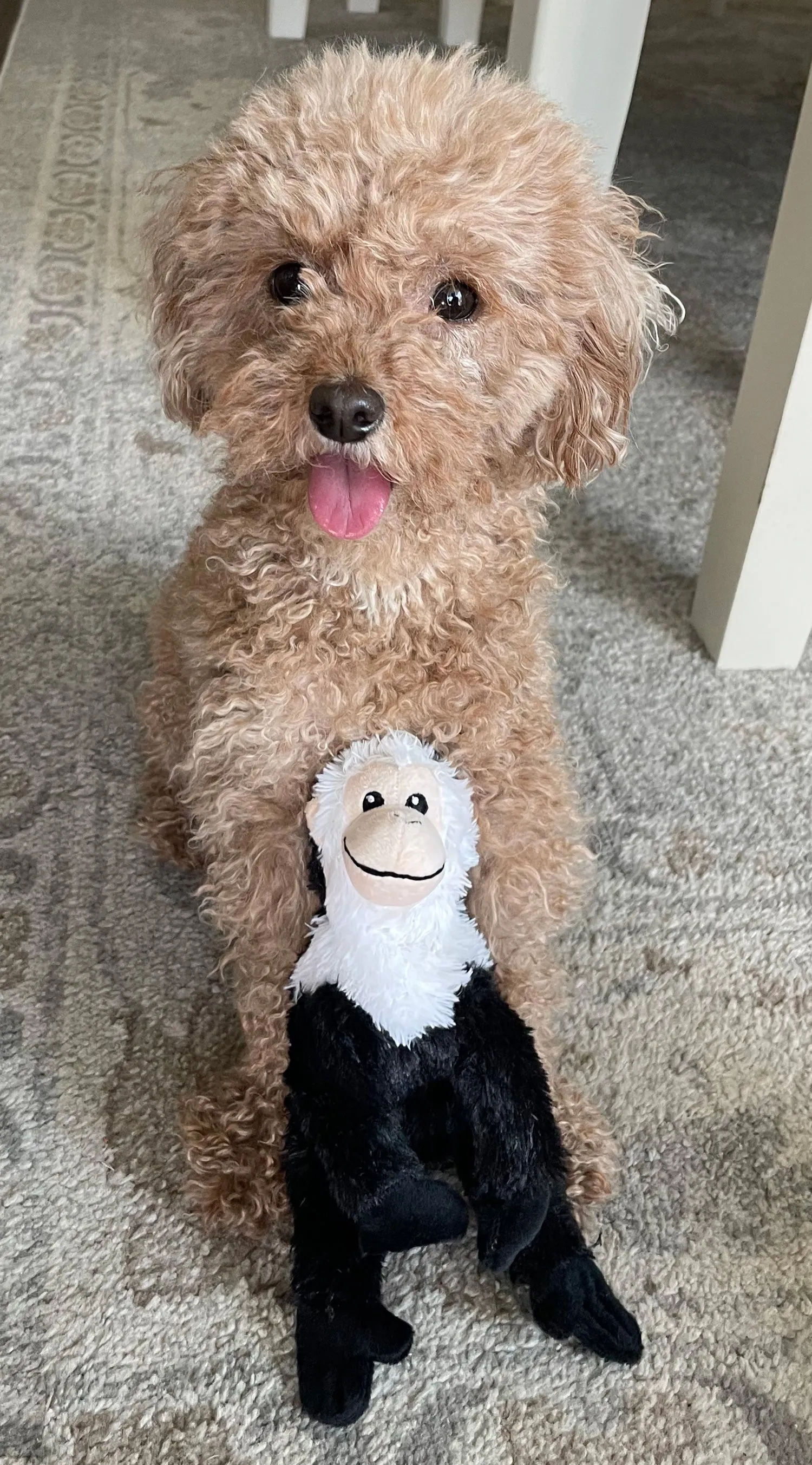 Buddy's Monkey Dog Toy