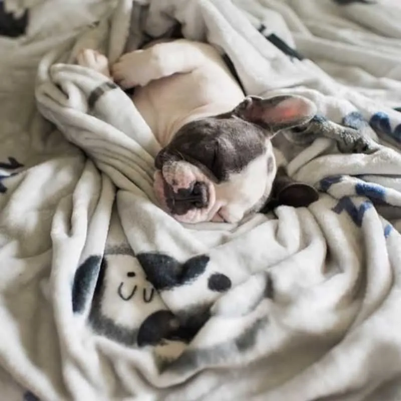 Dog Toy Storage and Blanket