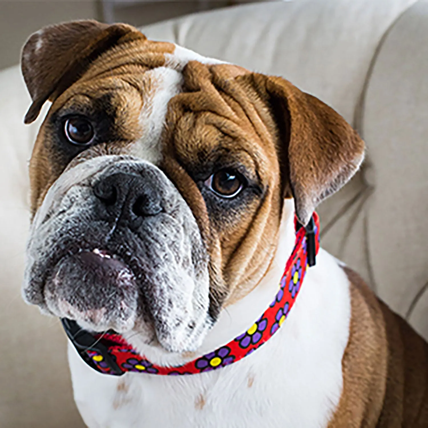 Flower Dog Collars, Leads, and Bows - 6 Styles