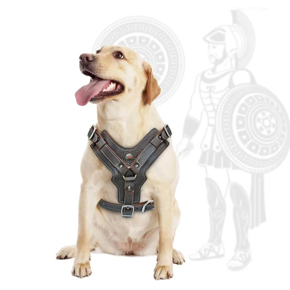 Genuine Leather Dog Harness/Durable Adjustable Big Large Dog Vest