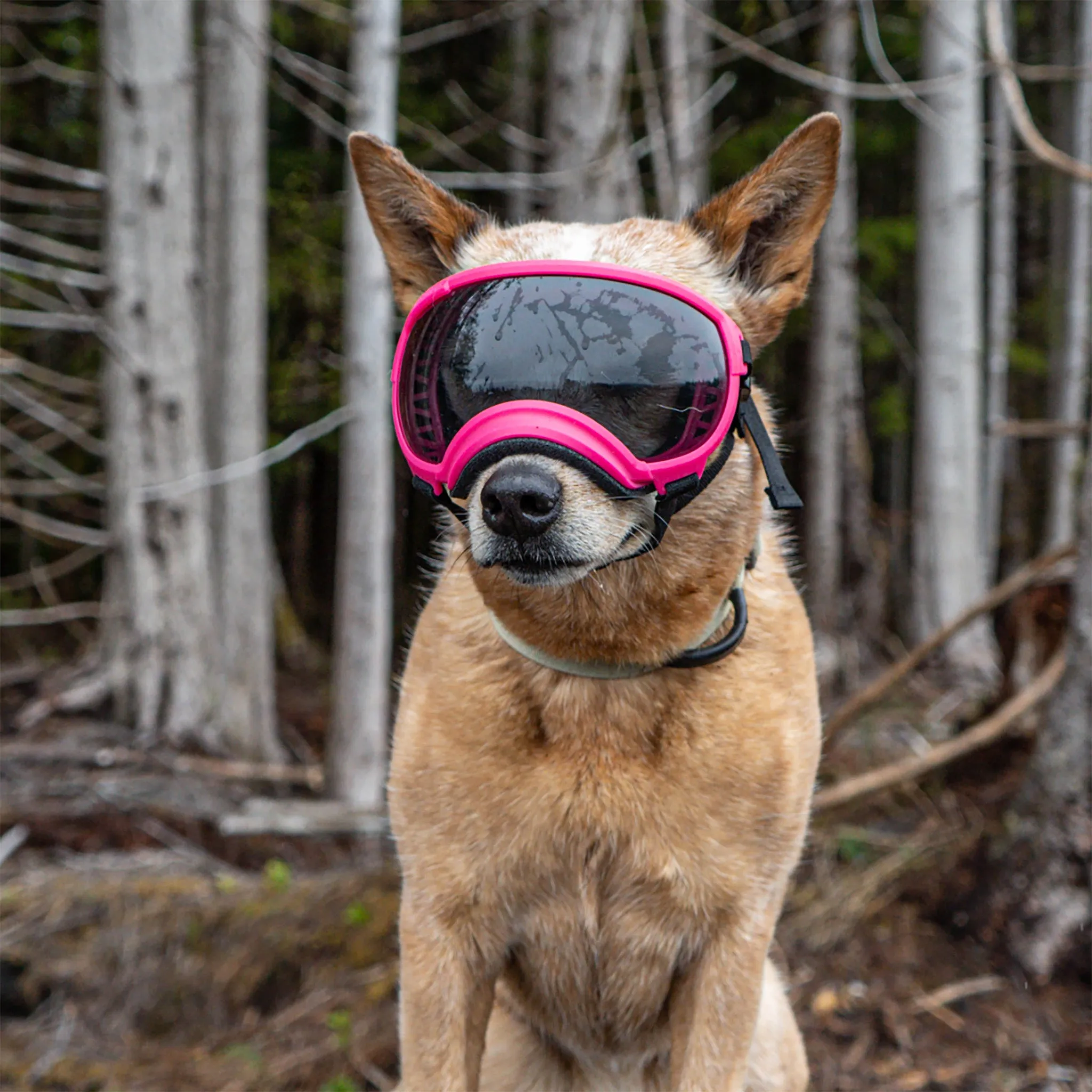 Goggles for Dogs - V2