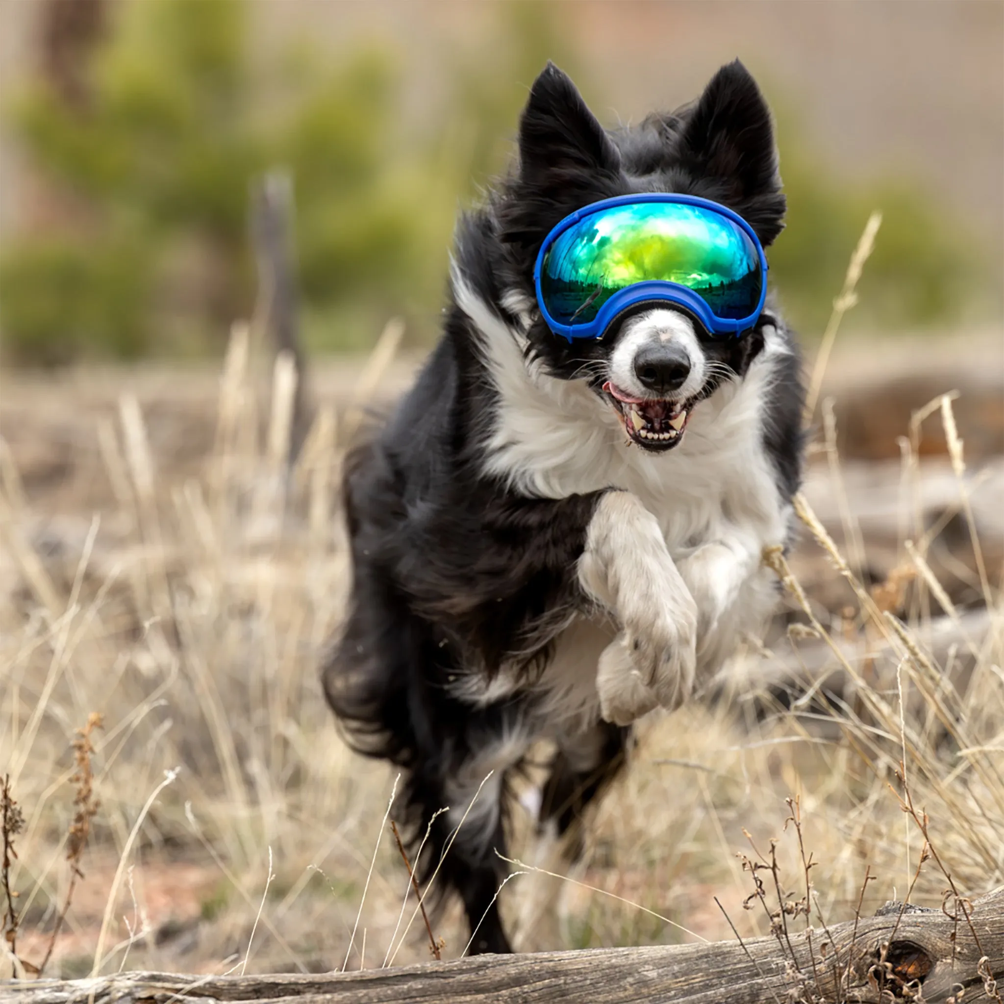 Goggles for Dogs - V2