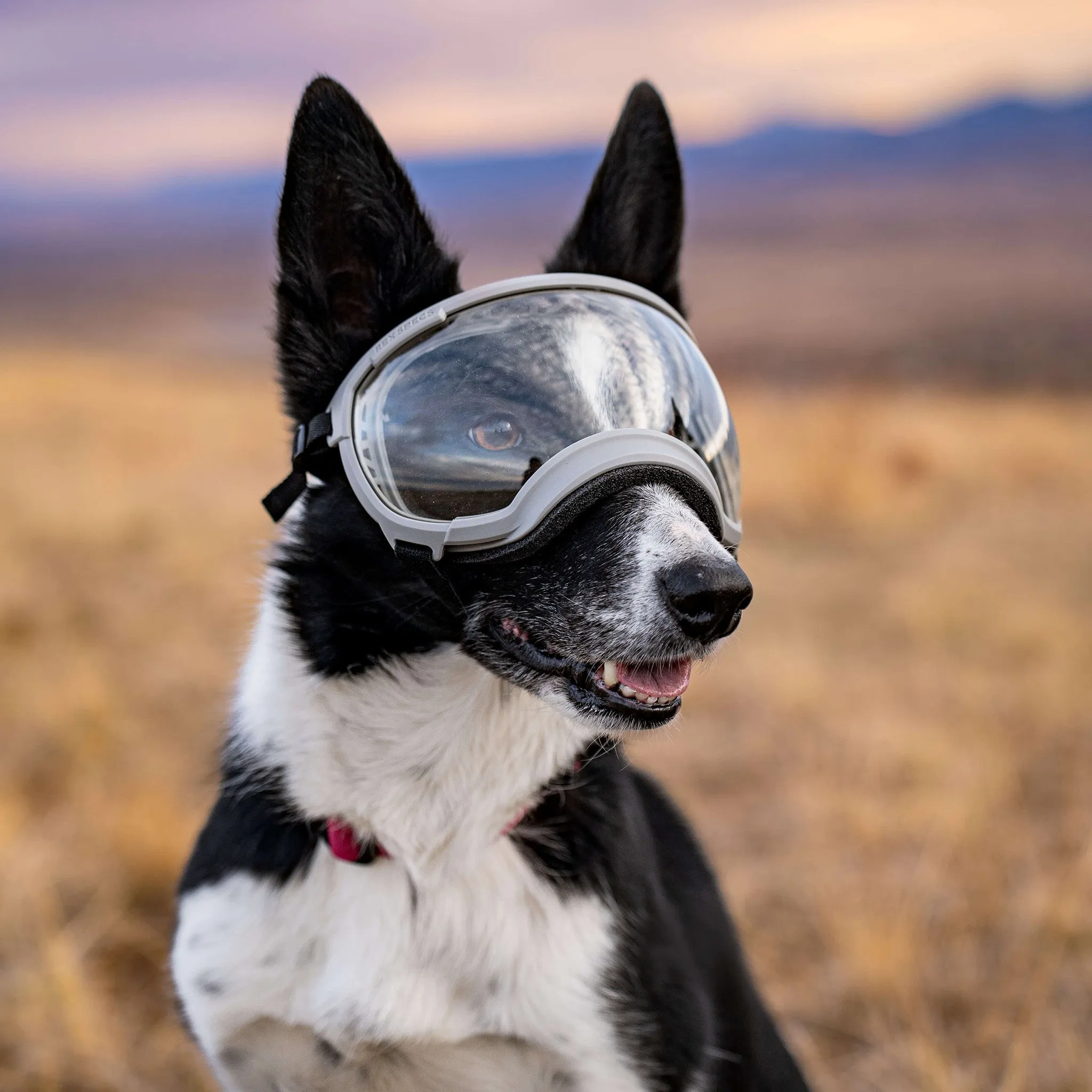 Goggles for Dogs - V2