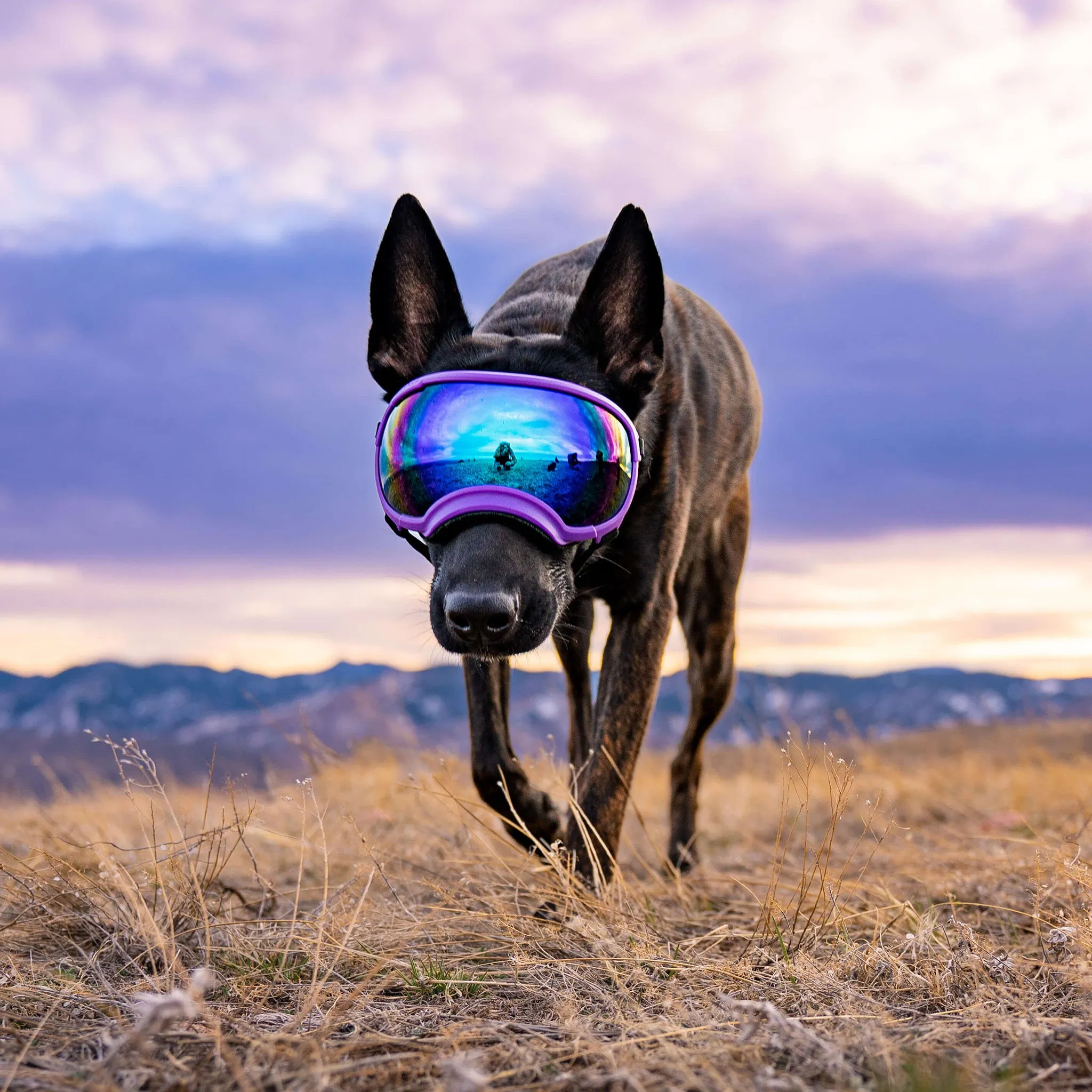 Goggles for Dogs - V2