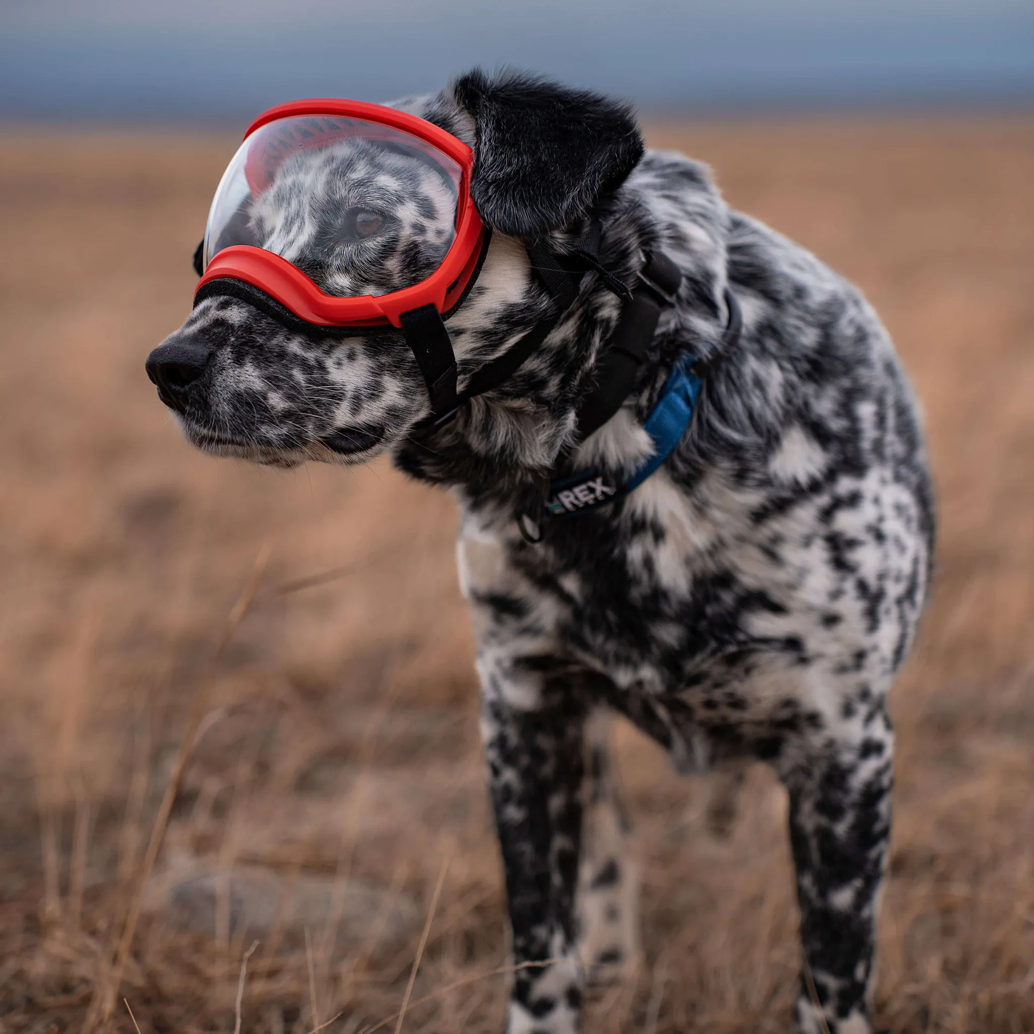 Goggles for Dogs - V2