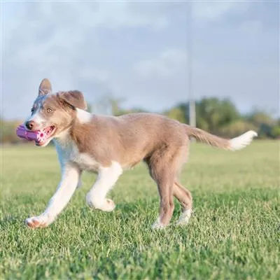 KONG Teething Stick