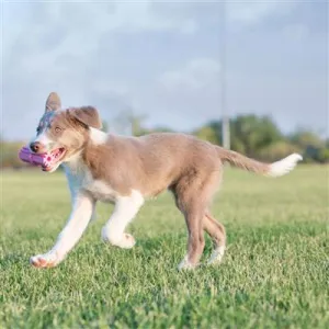 KONG Teething Stick