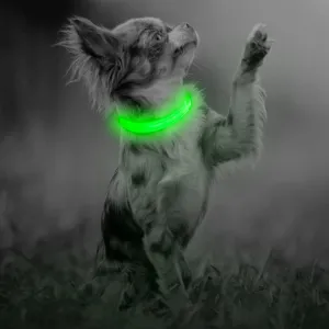 LED Dog Collar for Small Dogs and Cats