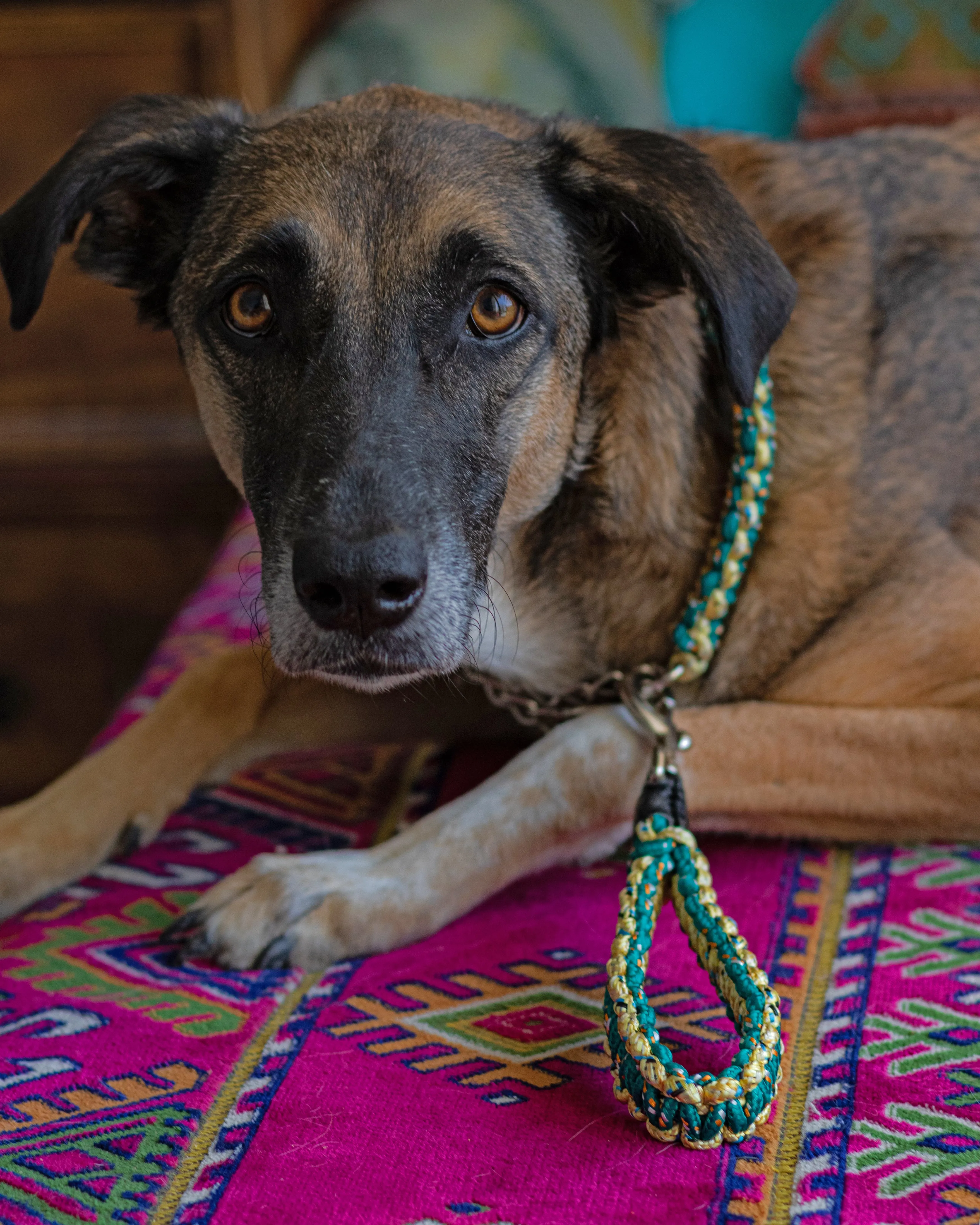Macrame Martingale Collar | Emerald & Gold
