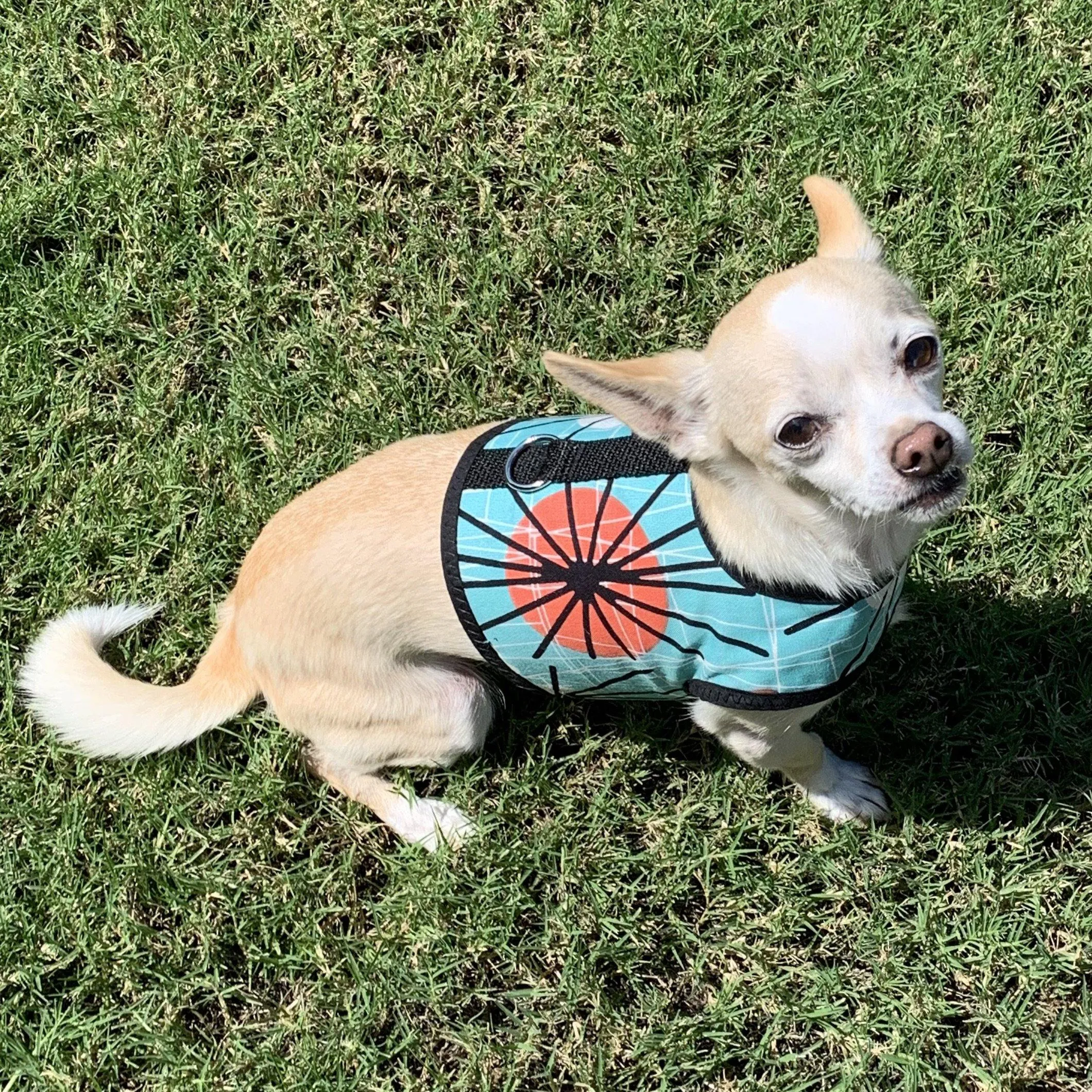 Mid Century Modern Atomic Dog Vest Harness