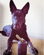 Sodapup Magnum Can Toy Ultra Durable Rubber Chew Toy & Treat Dispenser - Black