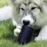 Sodapup Magnum Can Toy Ultra Durable Rubber Chew Toy & Treat Dispenser - Black