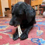 SodaPup MOD Bone Ultra Durable Nylon Dog Chew Toy for Aggressive Chewers