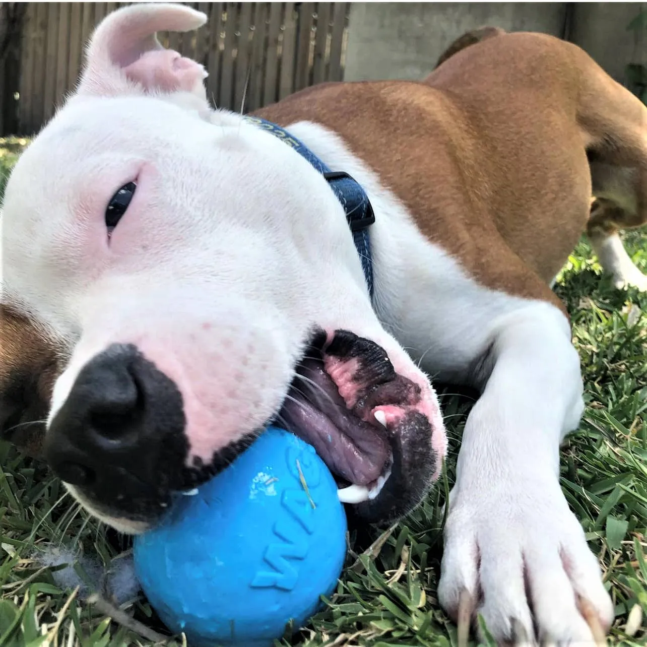 SodaPup Wag Ball Durable Synthetic Rubber Chew & Retrieving Toy