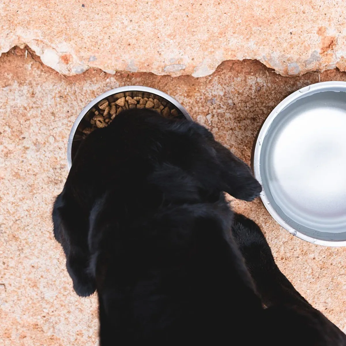 Yeti Boomer 8 Dog Bowl